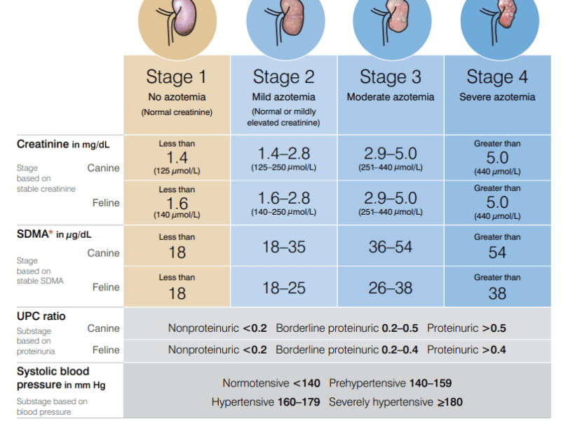 最新的腎臟指數guideline 2023年更新啦~