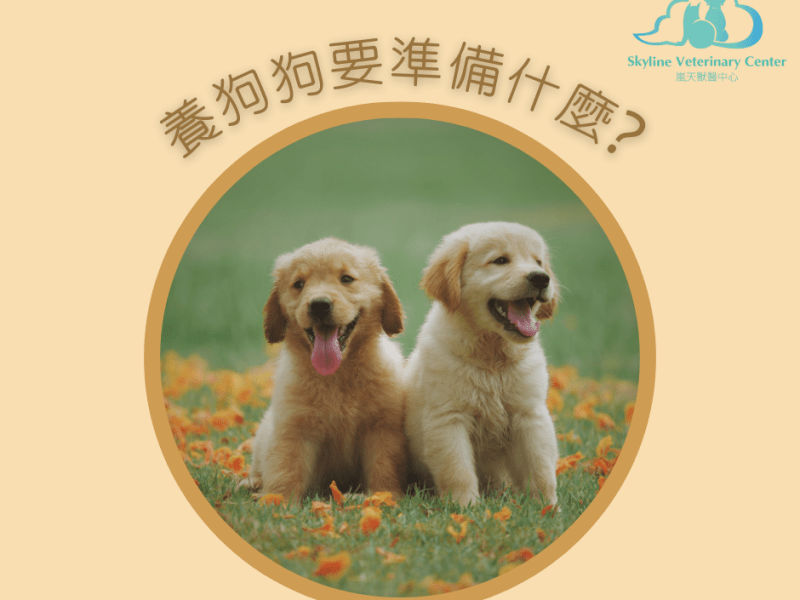 養狗狗要準備什麼 ? 看看獸醫會怎麼準備吧&nbsp;~