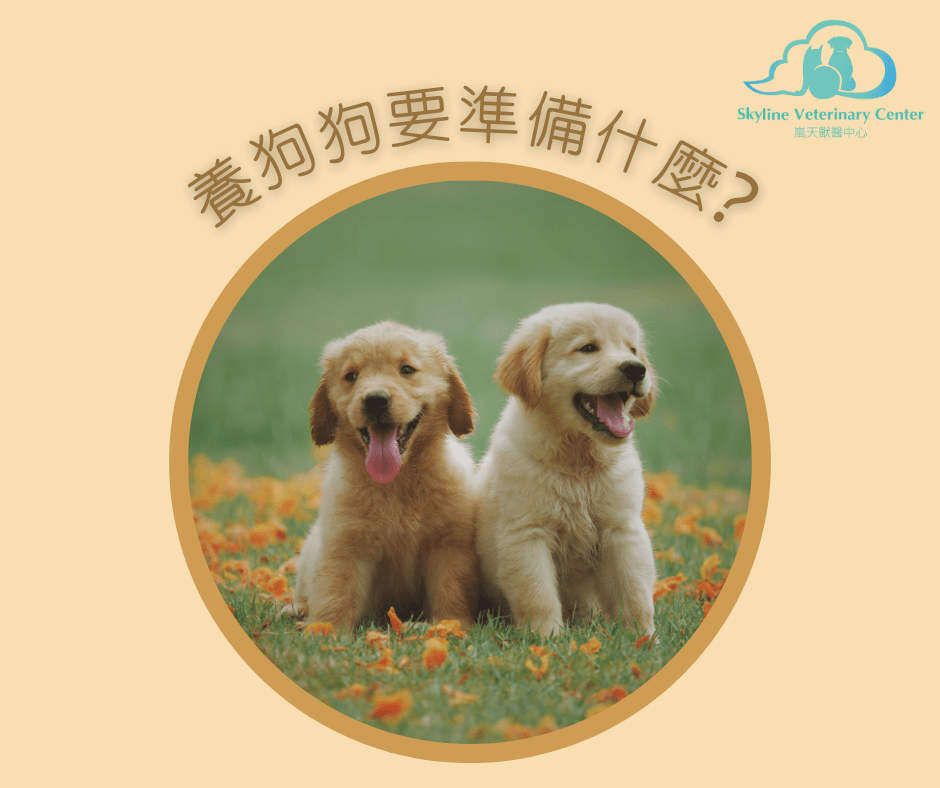 養狗狗要準備什麼 ? 看看獸醫會怎麼準備吧&nbsp;~