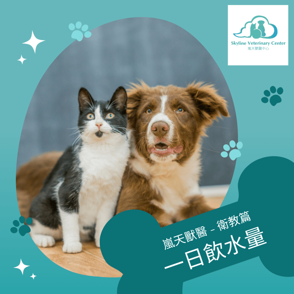 嵐天獸醫衛教篇 – 寵物一天的飲水量